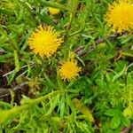 Senecio miser Flor