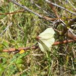 Hibiscus diversifolius Συνήθη χαρακτηριστικά