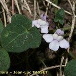 Cymbalaria hepaticifolia 其他