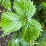Fragaria viridis Leaf