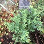 Hypericum reptans Leaf