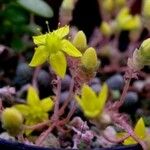 Sedum greggii Flor
