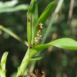 Polystachya stuhlmannii Flower