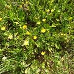 Ranunculus trilobus Cvet