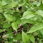 Rhodotypos scandens Habit