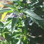 Solanum muricatum Kvet