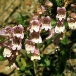 Penstemon canescens Flower