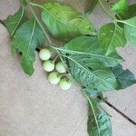 Solanum leucocarpon Alia