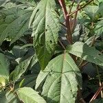 Hibiscus sabdariffa Blad