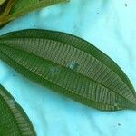 Miconia tschudyoides Leaf