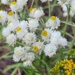 Anaphalis margaritacea Flower