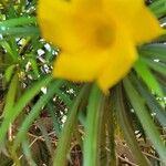 Podocarpus neriifolius 花