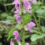 Lamium maculatumBlodyn