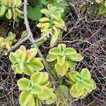 Coleus hadiensis Leaf