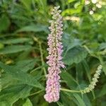 Elsholtzia stauntonii Flor