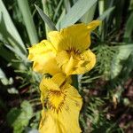 Iris pseudacorus花