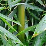 Phyllostachys viridis その他の提案