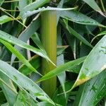 Phyllostachys sulphurea Other