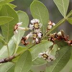 Schrebera alata Flor
