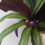 Tradescantia spathacea 葉