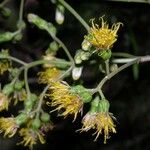 Sinclairia polyantha Other