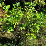 Cephalanthus occidentalis Hábito