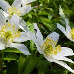 Anemone nemorosa ᱵᱟᱦᱟ