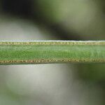 Vittaria isoetifolia Fruitua
