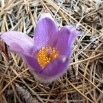 Pulsatilla grandis Flor