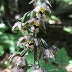 Epipactis purpurataফুল