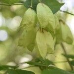 Staphylea pinnata Fruitua