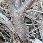 Elaeagnus rhamnoides Bark