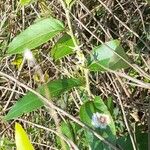 Cestrum strigilatum Celota