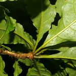 Terminalia bucidoides Leaf