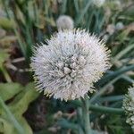 Allium cepaFlower