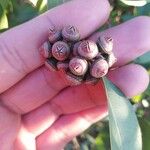 Eucalyptus camaldulensis 果