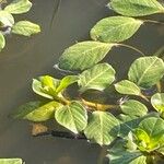 Ludwigia peploides Blad