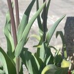 Tulipa agenensis Bark