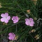 Dianthus pungens Habitus