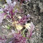 Brassica juncea Blatt