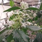 Acokanthera oppositifolia Flower