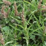 Amaranthus muricatus পাতা