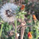 Picris hieracioides Fruit