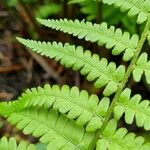 Dryopteris filix-mas Liść