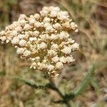 Achillea odorata 花