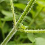 Strobilanthes attenuata خشب