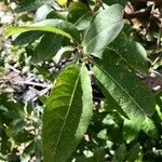 Salix pedicellata Leaf