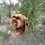 Pinus edulis Fruit