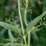 Scrophularia oblongifolia Bark