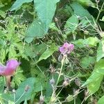 Geranium phaeum অভ্যাস